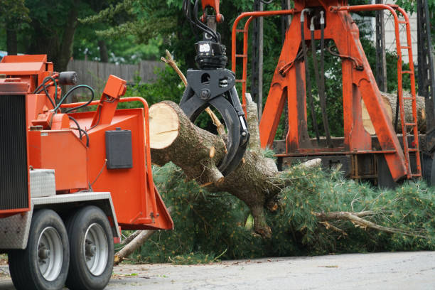 Best Emergency Tree Removal  in Ingalls Park, IL
